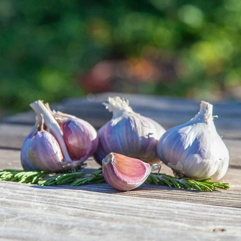 Organic Romanian Red Garlic for Planting | Annie's Annuals Garlic Grow Organic and Perennials