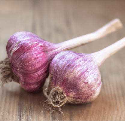 Organic Russian Red Garlic for Planting | Annie's Annuals Garlic Grow Organic and Perennials