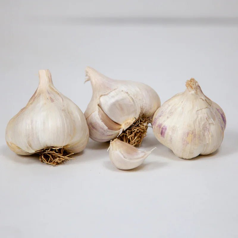 Organic Sicilian Garlic for Planting | Annie's Annuals Garlic Grow Organic and Perennials