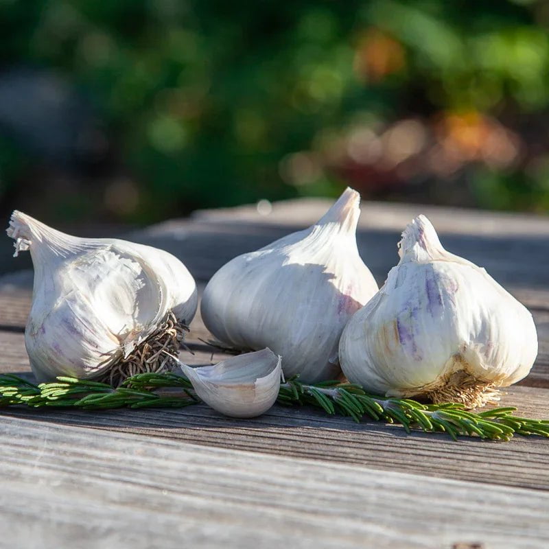 Organic Sicilian Garlic for Planting | Annie's Annuals Garlic Grow Organic and Perennials