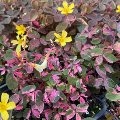 Oxalis - Plum Crazy Annie's Annuals Annie's Annuals and Perennials