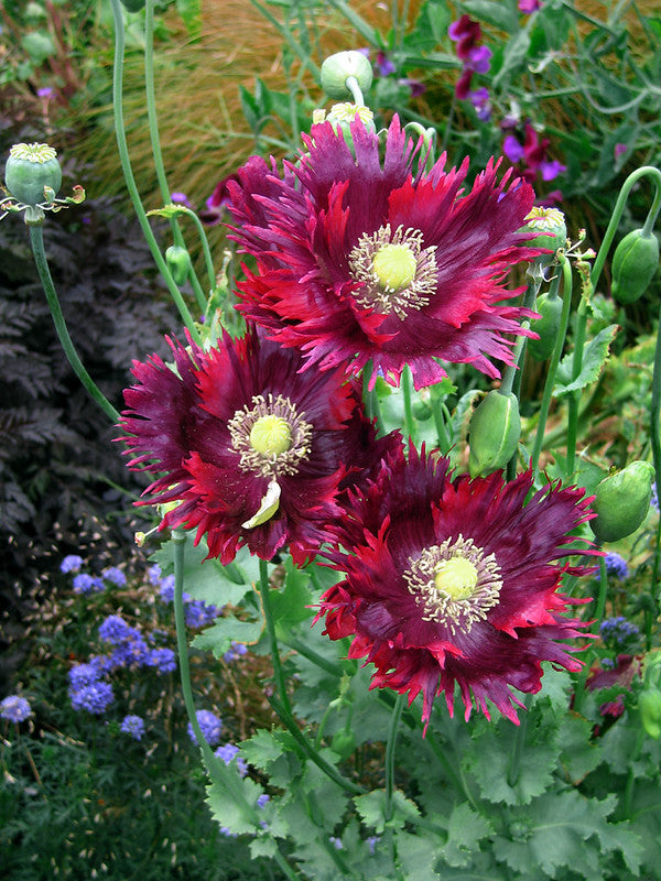 Papaver hybridum - Drama Queen Annie's Annuals Annie's Annuals and Perennials