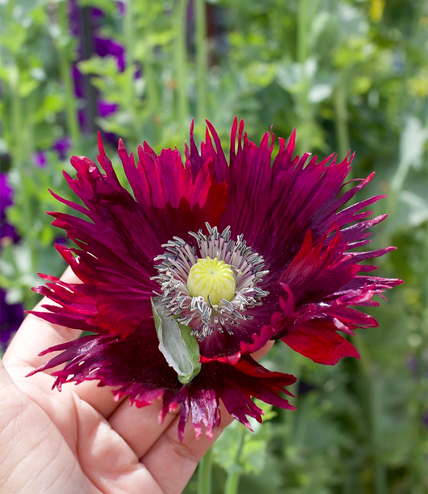 Papaver hybridum - Drama Queen Annie's Annuals Annie's Annuals and Perennials