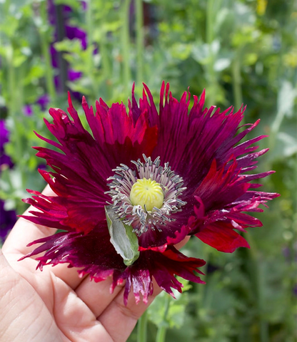 Papaver hybridum - Drama Queen Annie's Annuals Annie's Annuals and Perennials