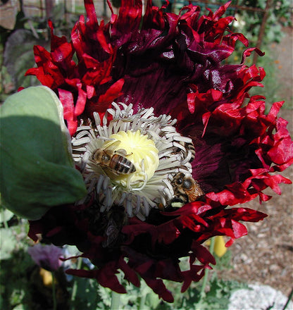 Papaver hybridum - Drama Queen Annie's Annuals Annie's Annuals and Perennials
