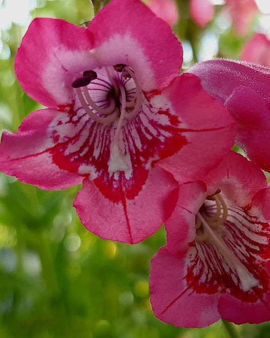 Penstemon - Aurora Annie's Annuals Annie's Annuals & Perennials and Perennials