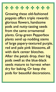 Pepperbox Poppy Seeds Flower Seeds Renee's Garden and Perennials