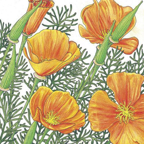 Eschscholzia californica - Orange Annie's Annuals Annie's Annuals and Perennials