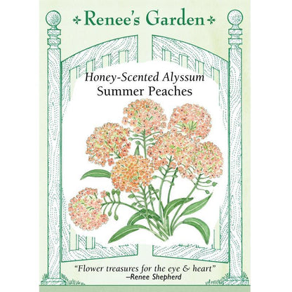 Summer Peaches Honey-Scented Alyssum Seeds Flower Seeds Renee's Garden and Perennials