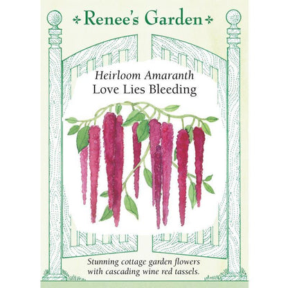Love Lies Bleeding Heirloom Amaranth Seeds Flower Seeds Renee's Garden and Perennials