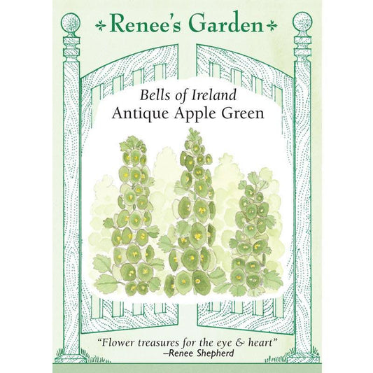 Antique Apple Green Bells of Ireland Seeds Flower Seeds Renee's Garden and Perennials
