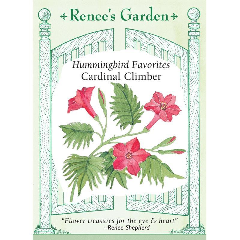 Heirloom Cardinal Climber Hummingbird Vine Seeds Flower Seeds Renee's Garden and Perennials