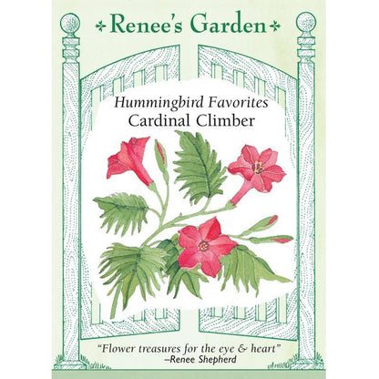Heirloom Cardinal Climber Hummingbird Vine Seeds Flower Seeds Renee's Garden and Perennials