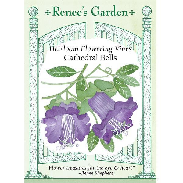 Cathedral Bells Heirloom Flowering Vine Seeds Flower Seeds Renee's Garden and Perennials