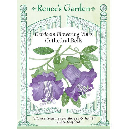 Cathedral Bells Heirloom Flowering Vine Seeds Flower Seeds Renee's Garden and Perennials