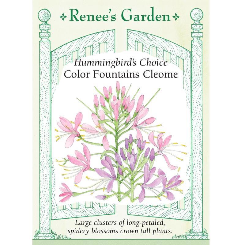 Color Fountains Hummingbird Cleome Seeds Flower Seeds Renee's Garden and Perennials