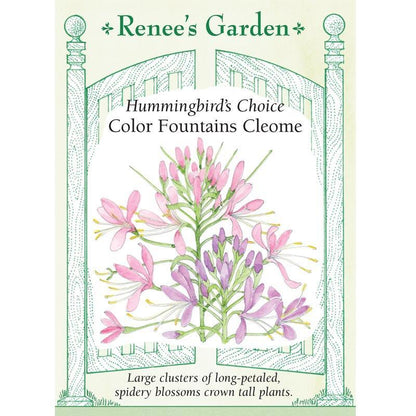 Color Fountains Hummingbird Cleome Seeds Flower Seeds Renee's Garden and Perennials