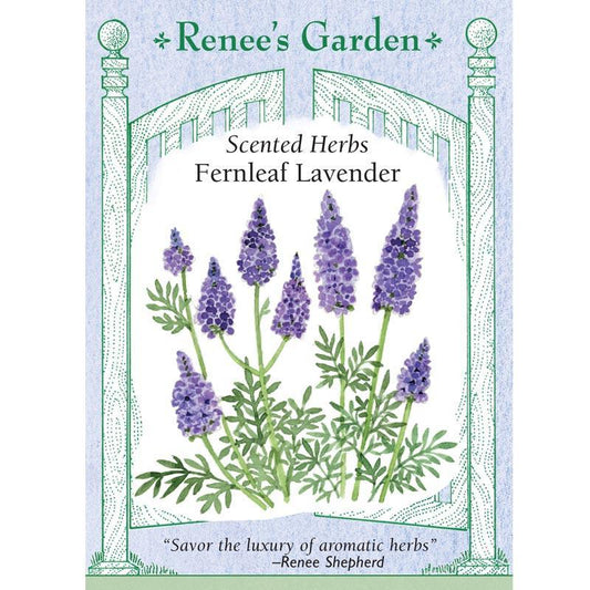 Front of Fernleaf Lavender seed packet