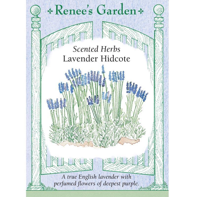 Lavender Hidcote Scented Herb Seeds Flower Seeds Renee's Garden and Perennials