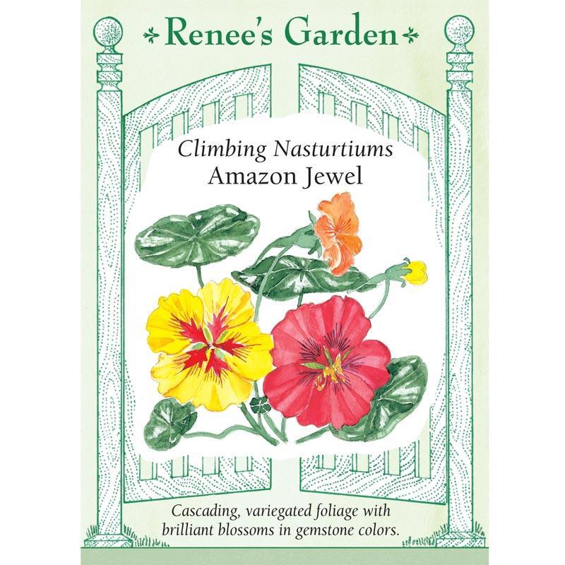 Amazon Jewel Climbing Nasturtium Seeds Flower Seeds Renee's Garden and Perennials