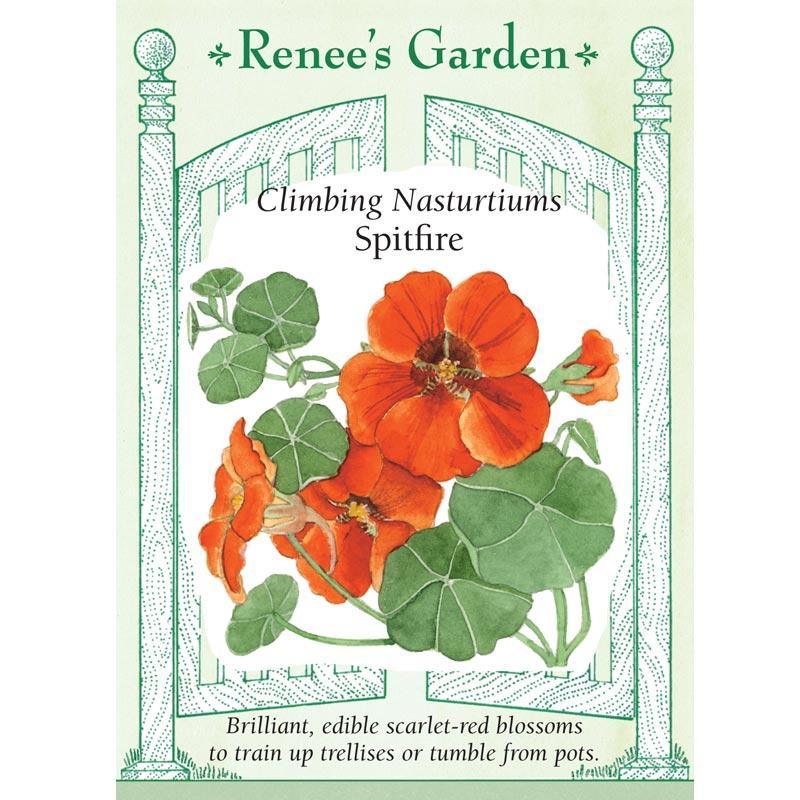 Spitfire Climbing Nasturtium Seeds Flower Seeds Renee's Garden and Perennials