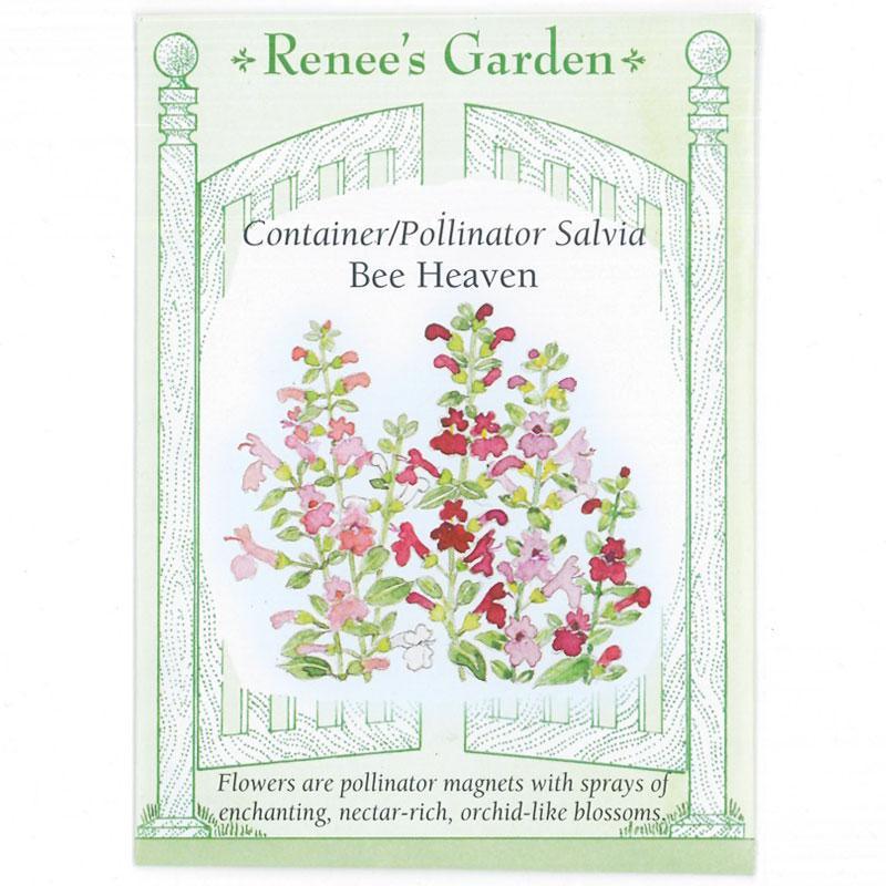 Bee Heaven Container Pollinator Salvia Seeds Flower Seeds Renee's Garden and Perennials