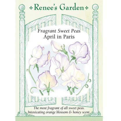 April in Paris Fragrant Sweet Pea Seeds Flower Seeds Renee's Garden and Perennials