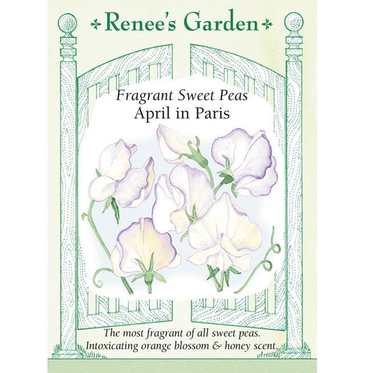 April in Paris Fragrant Sweet Pea Seeds Flower Seeds Renee's Garden and Perennials