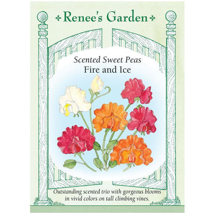 Fire and Ice Scented Sweet Pea Seeds Flower Seeds Renee's Garden and Perennials