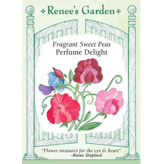 Perfume Delight Heirloom Sweet Pea Seeds Flower Seeds Renee's Garden and Perennials