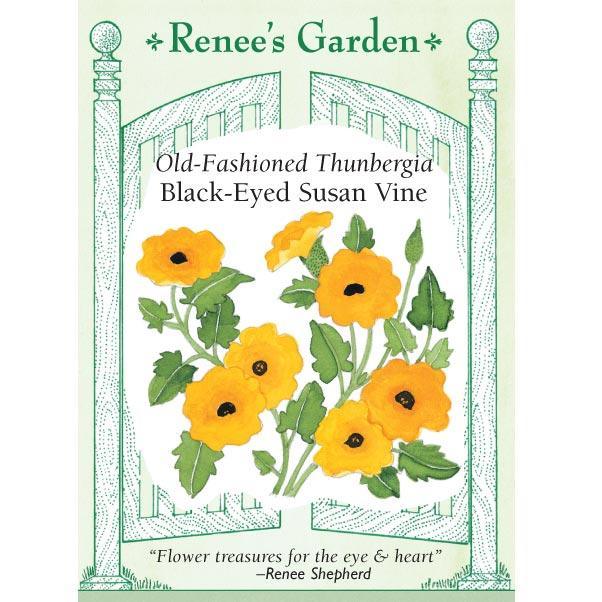 Black-eyed Susan Vine Thungbergia Seeds Flower Seeds Renee's Garden and Perennials