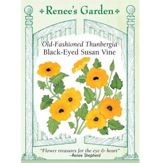 Black-eyed Susan Vine Thungbergia Seeds Flower Seeds Renee's Garden and Perennials