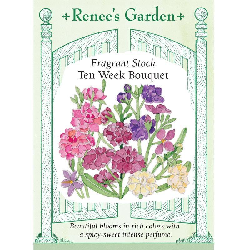 Anytime Mix Fragrant Stock Seeds Flower Seeds Renee's Garden and Perennials