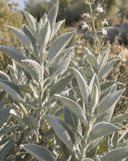 Salvia apiana 'Compacta' | Compact White Sage | Annie's Annie's Annuals Annie's Annuals and Perennials