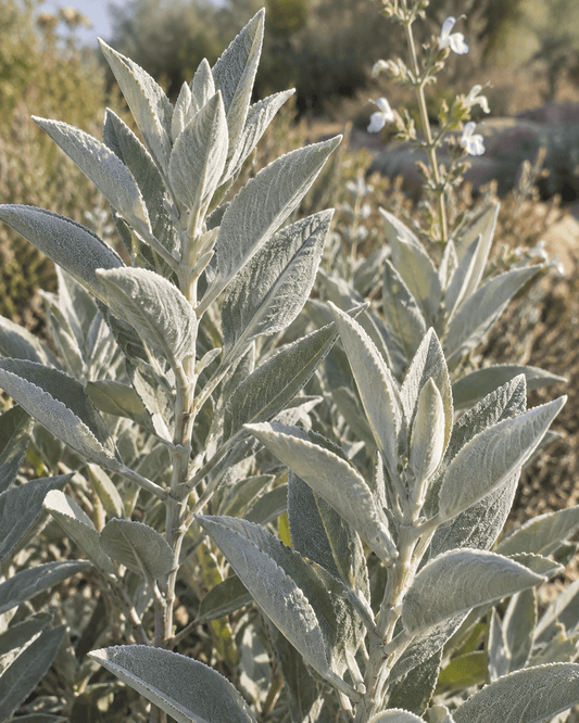 Salvia apiana 'Compacta' | Compact White Sage | Annie's Annie's Annuals Annie's Annuals and Perennials