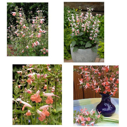 Coral Nymph Hummingbird Salvia Seeds Flower Seeds Renee's Garden and Perennials