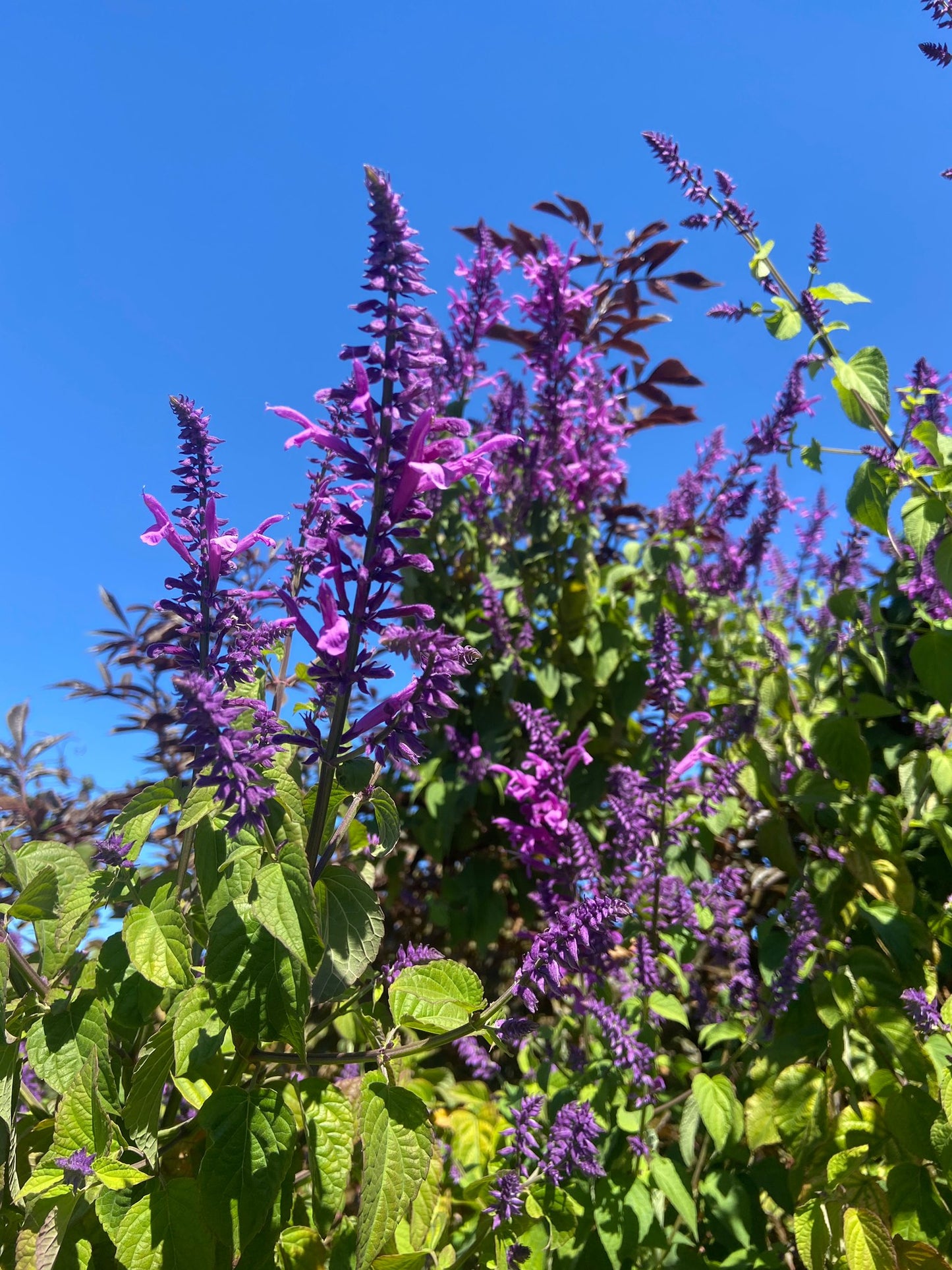 Salvia purpurea - Lavender Lace Annie's Annuals Annie's Annuals and Perennials