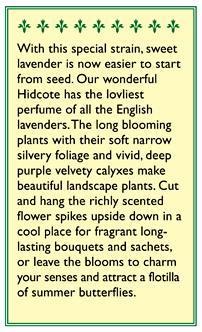 Lavender Hidcote Scented Herb Seeds Flower Seeds Renee's Garden and Perennials