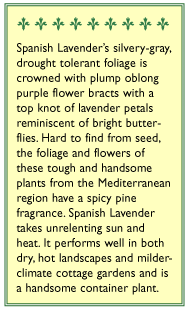 Purple Ribbons Spanish Lavender Seeds Vegetable Seeds Annie's Annuals and Perennials
