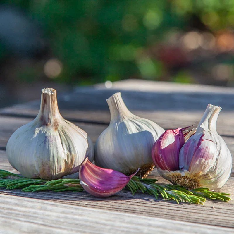 Spanish Roja Garlic for Planting | Annie's Annuals Garlic Grow Organic and Perennials