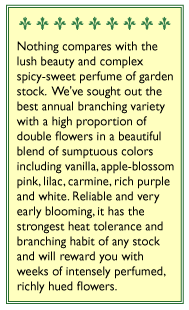 Anytime Mix Fragrant Stock Seeds Flower Seeds Renee's Garden and Perennials