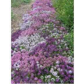 Summer Romance Alyssum Seeds | Annie’s Annuals Flower Seeds Renee's Garden and Perennials
