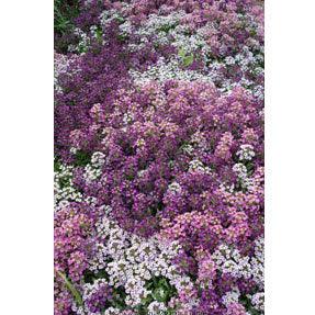 Summer Romance Alyssum Seeds | Annie’s Annuals Flower Seeds Renee's Garden and Perennials