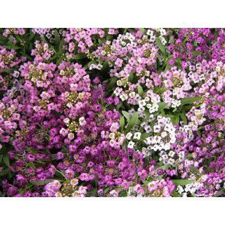 Summer Romance Alyssum Seeds | Annie’s Annuals Flower Seeds Renee's Garden and Perennials