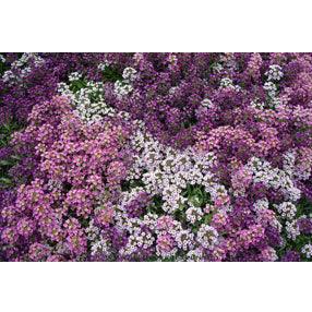 Summer Romance Alyssum Seeds | Annie’s Annuals Flower Seeds Renee's Garden and Perennials