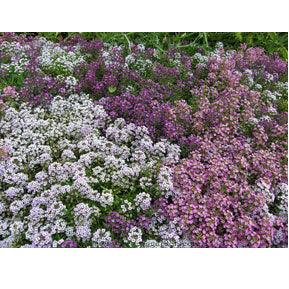 Summer Romance Alyssum Seeds | Annie’s Annuals Flower Seeds Renee's Garden and Perennials