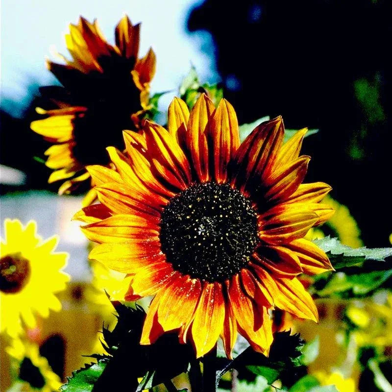 Autumn Beauty Organic Sunflower Seeds Flower Seeds Southern Exposure Seed Exchange and Perennials
