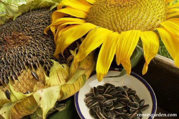 Snack Seed Edible Sunflower Seeds Flower Seeds Renee's Garden and Perennials