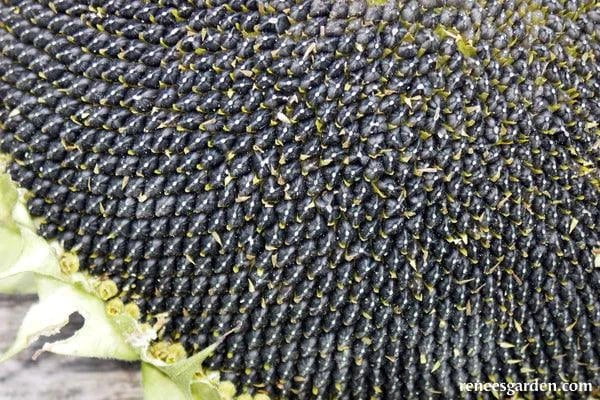 Snack Seed Edible Sunflower Seeds Flower Seeds Renee's Garden and Perennials