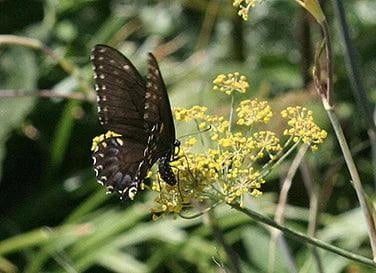 Swallowtail Fennel Butterfly Flower Seeds Flower Seeds Renee's Garden and Perennials